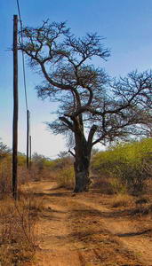 Dirt road near GV team building site
