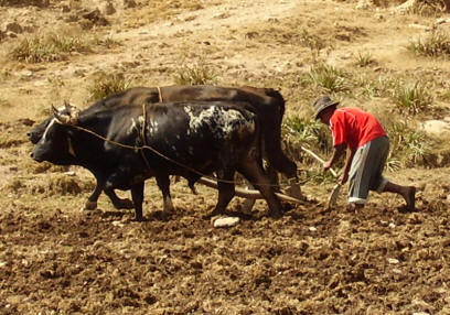 Photo of man plowing behind 2 oxen