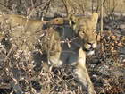 A pride of lions walked by our jeep
