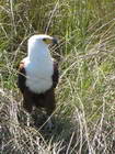 Fish Eagle